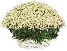 Цветочная композиция из Ромашки в корзине #REPLACE_PRED# Ушумун